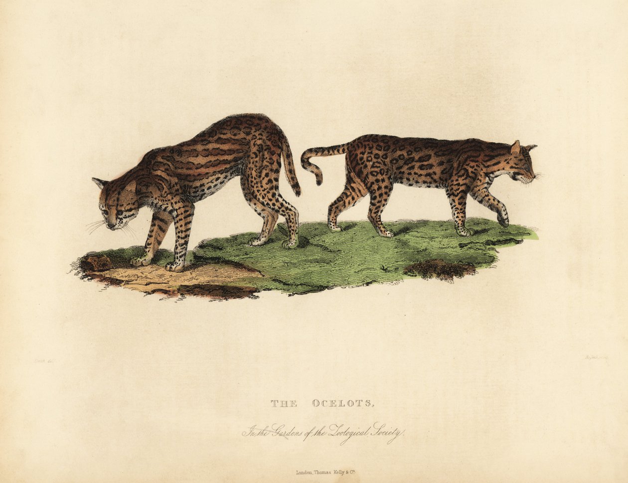 Ocelot, Leopardus pardalis. by William Smellie