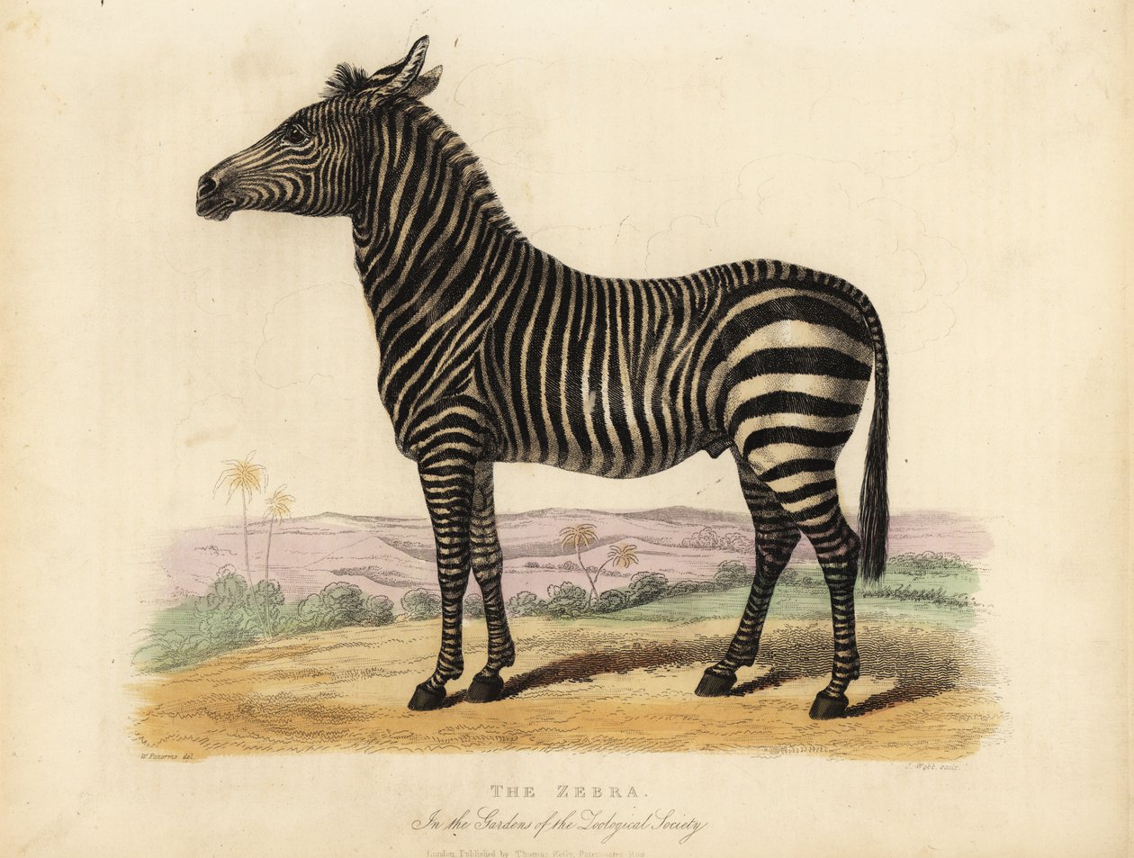 Düz zebra, Equus quagga. by William Smellie
