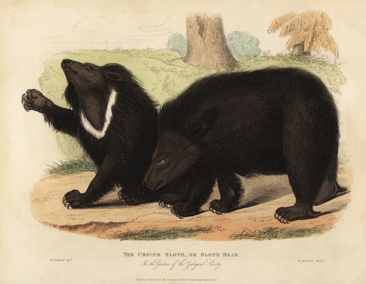 Tembel ayı, Melursus ursinus. Hassas. by William Smellie