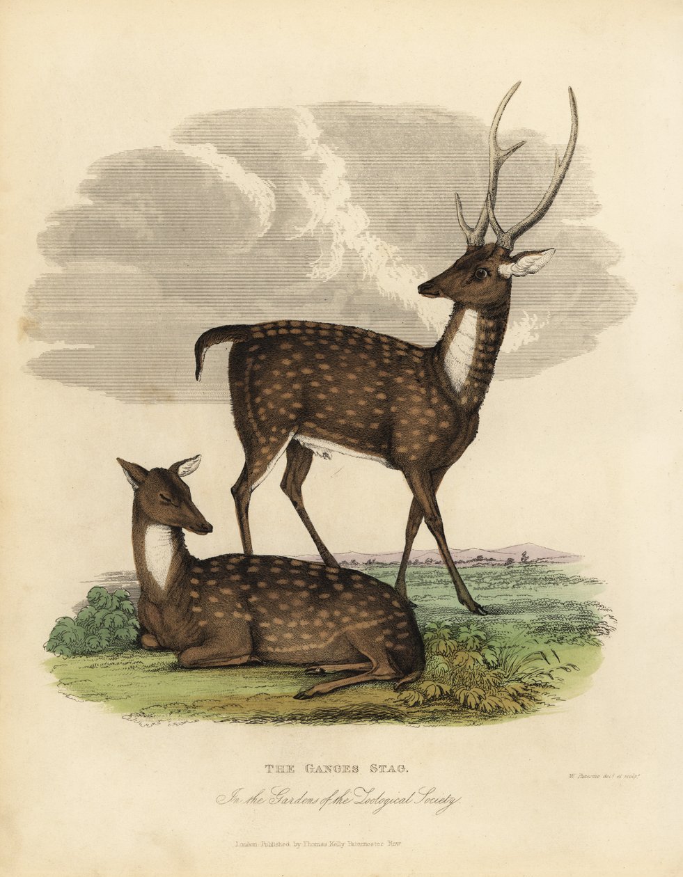 Bataklık geyiği veya barasingha, Rucervus duvaucelii. by William Smellie