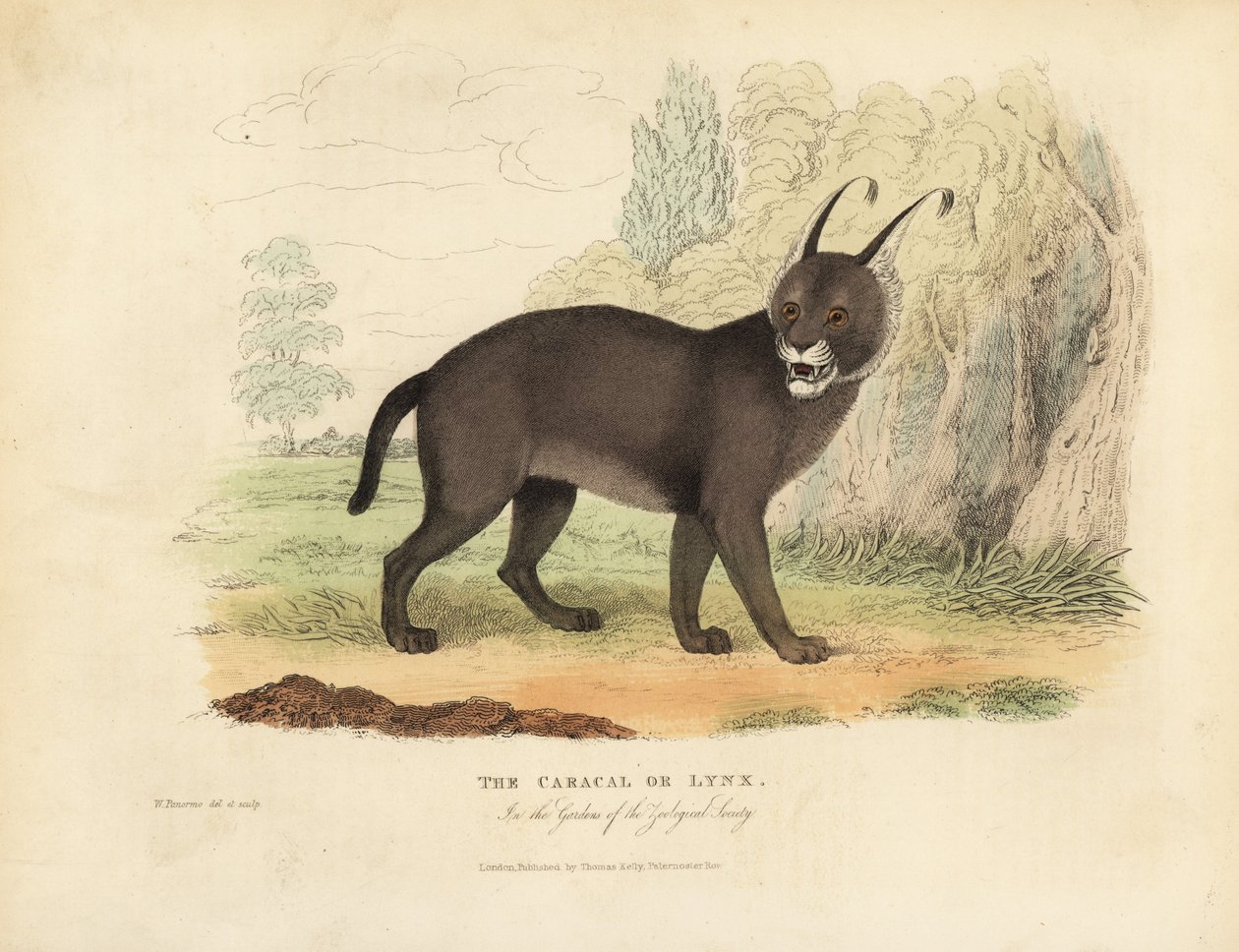 Karakulak veya Lynx. by William Smellie