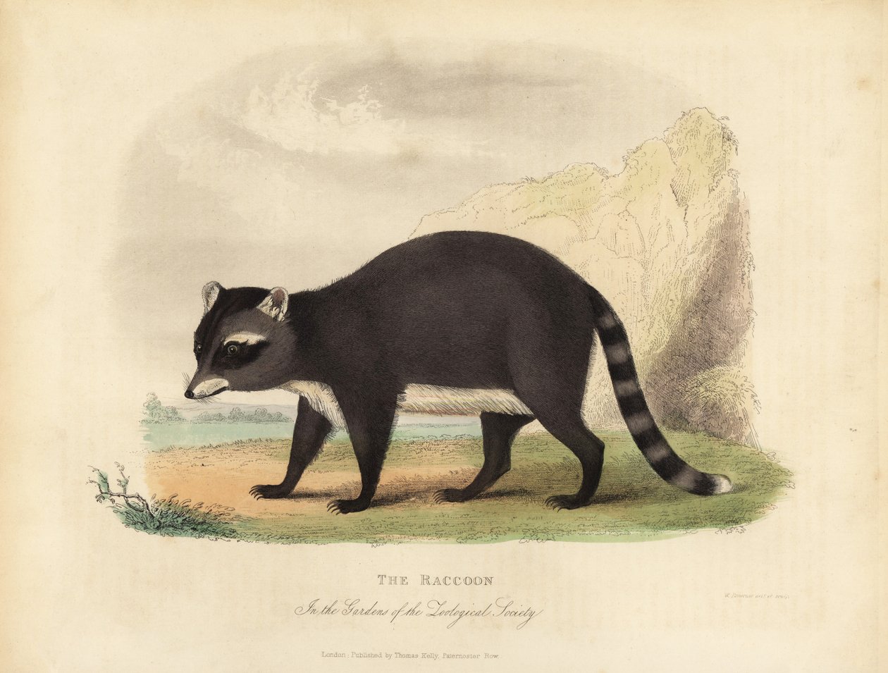 Rakun, Procyon lotörü. by William Smellie