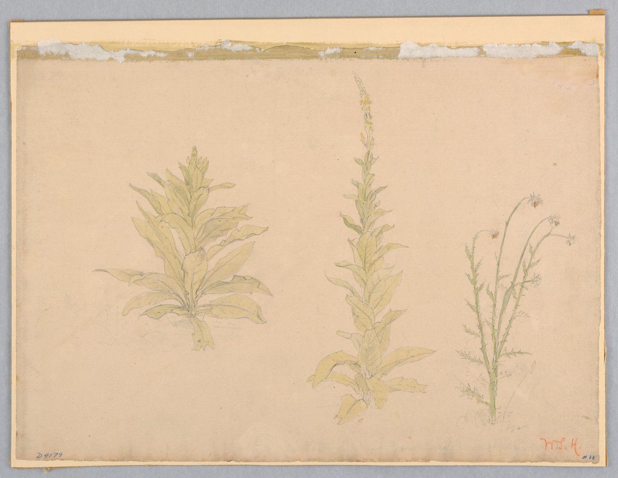 Mullein bitkilerinin incelenmesi by William Stanley Haseltine