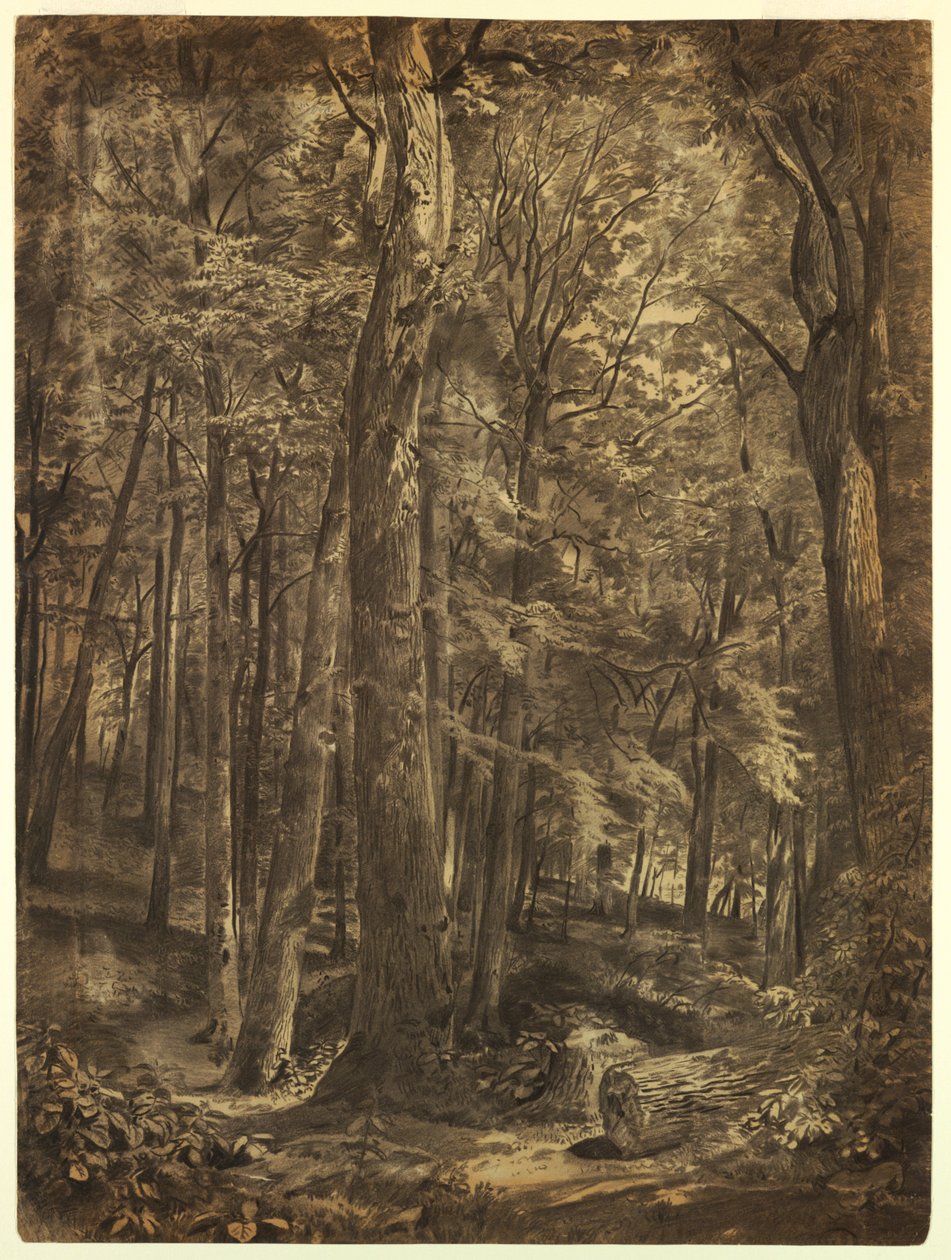 "June Woods" için çalışma by William Trost Richards