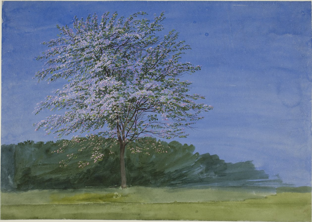 Çiçek Açan Bir Ağacın İncelenmesi by Joseph Mallord William Turner