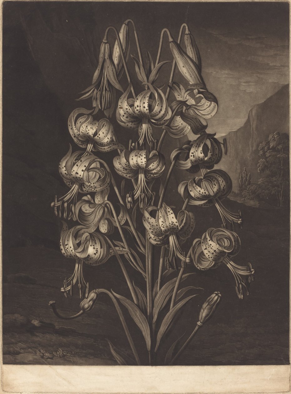 Süper Zambak by William Ward after Philip Reinagle