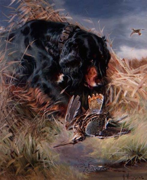 Gordon Setter sazlıklar arasında by William Woodhouse