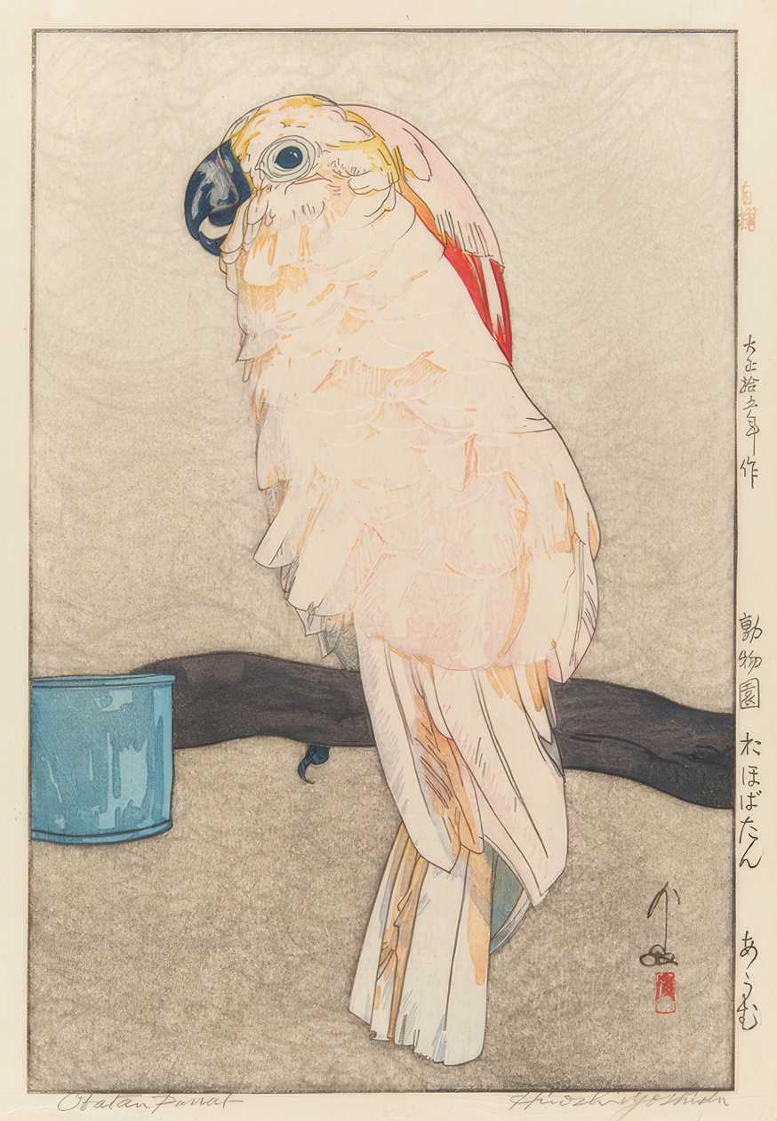 Sittich . Tıp by Yoshida Hiroshi