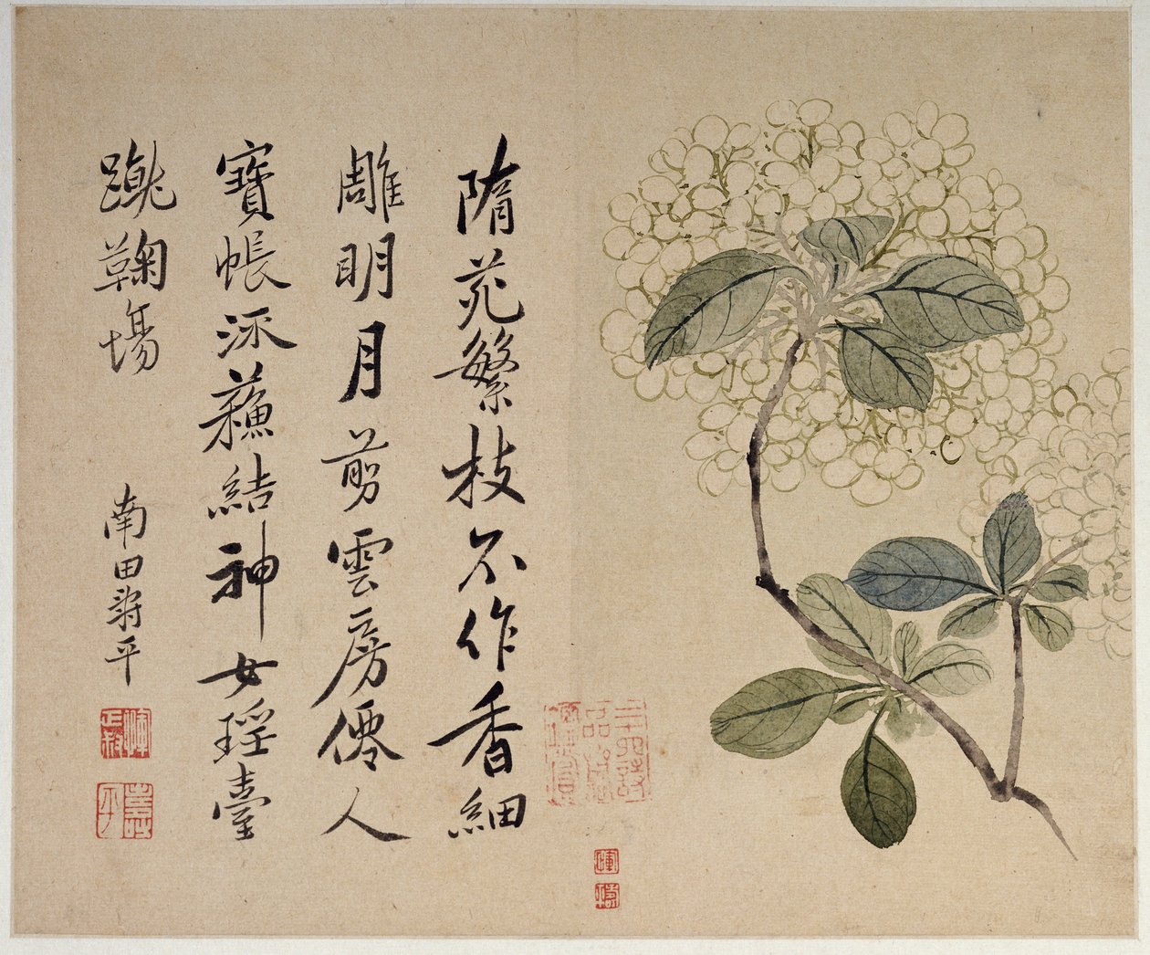 Ortancalar, on yapraklı bir albümden by Shouping Yun