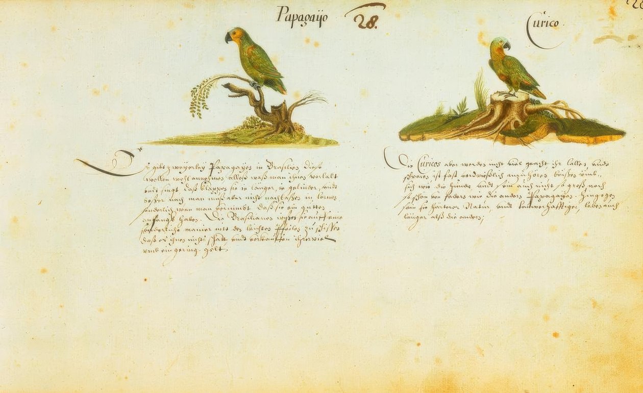 Zacharias Wagner, Papagayo / Curico by Zacharias Wagner