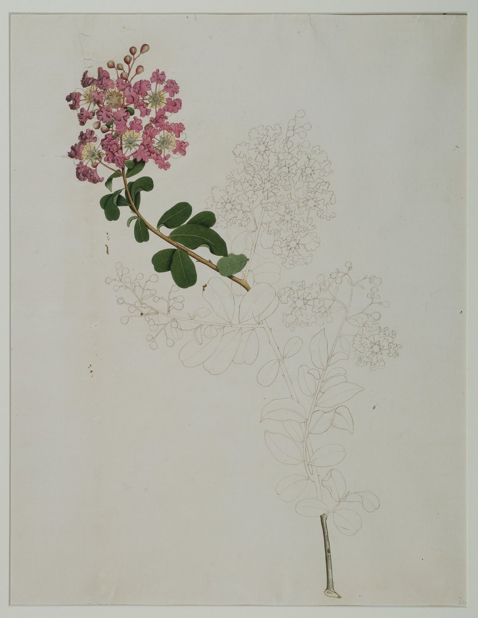 Lagerstroemia indica L. (krep mersin), 1787 (kağıt üzerinde wc) by Zayn al Din Zayn al Din