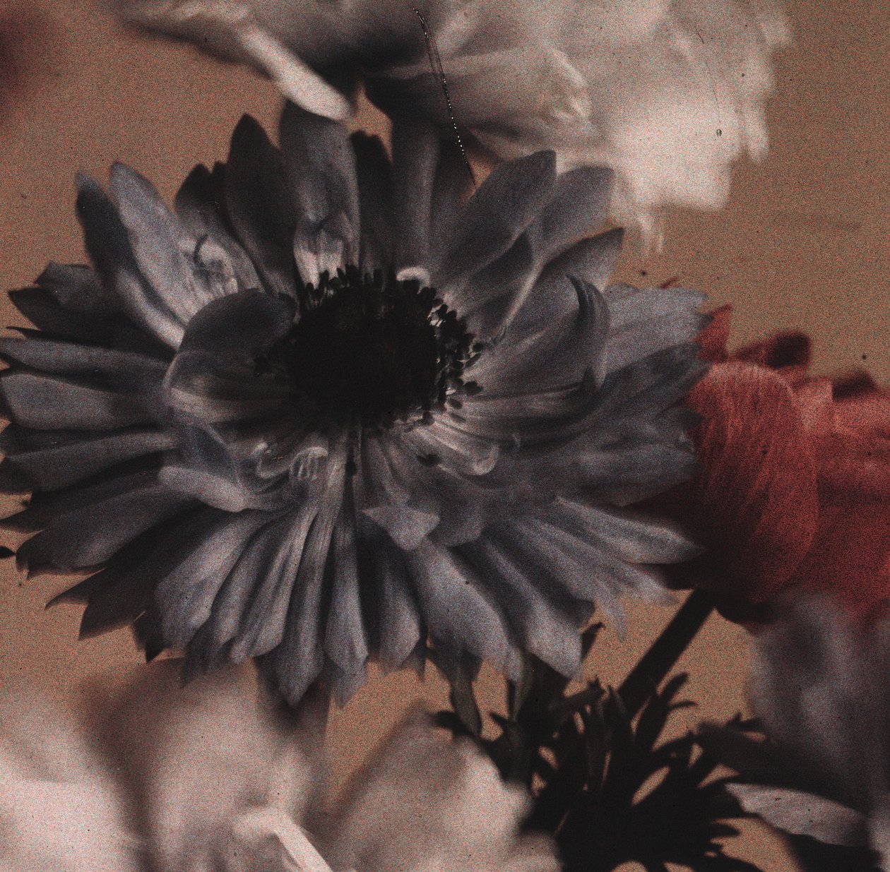"Anemonlar" (Anemon çiçekleri) by Frederick (attr. to) Barnard