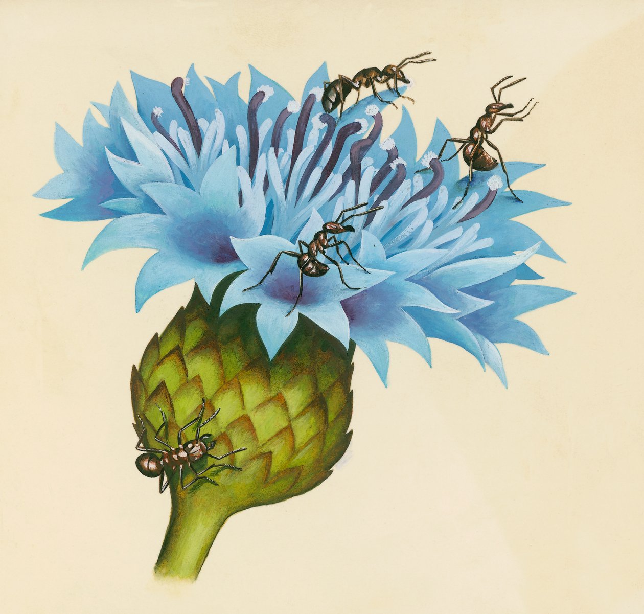 Agresif karıncalar ile Centaurea çiçeği, çizim by William Walcutt