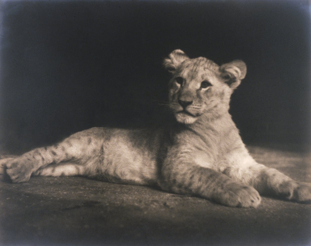 Aslan yavrusu by John Pardon
