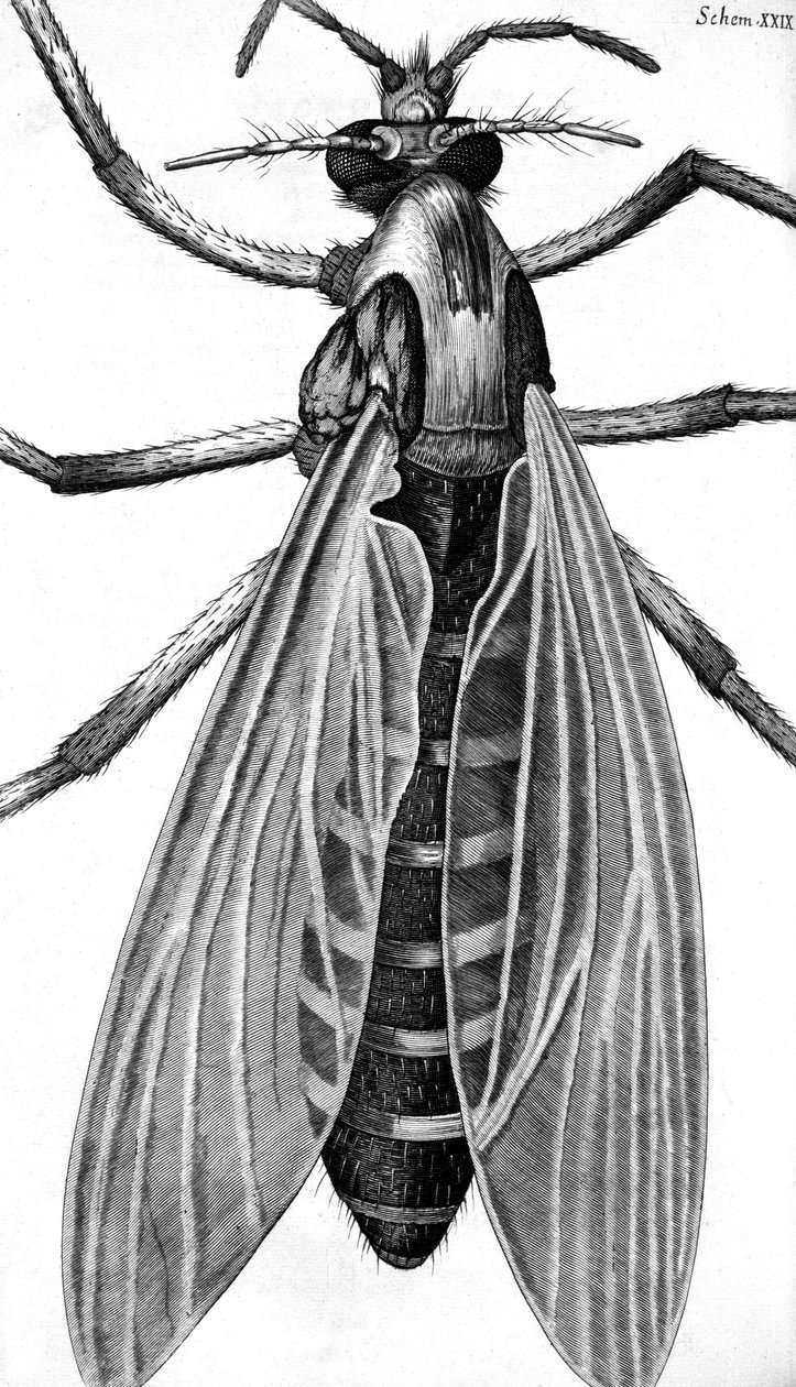 mikroskopi by Frederick (attr. to) Barnard