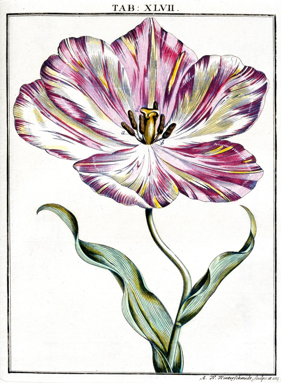 mikroskopi by Frederick (attr. to) Barnard