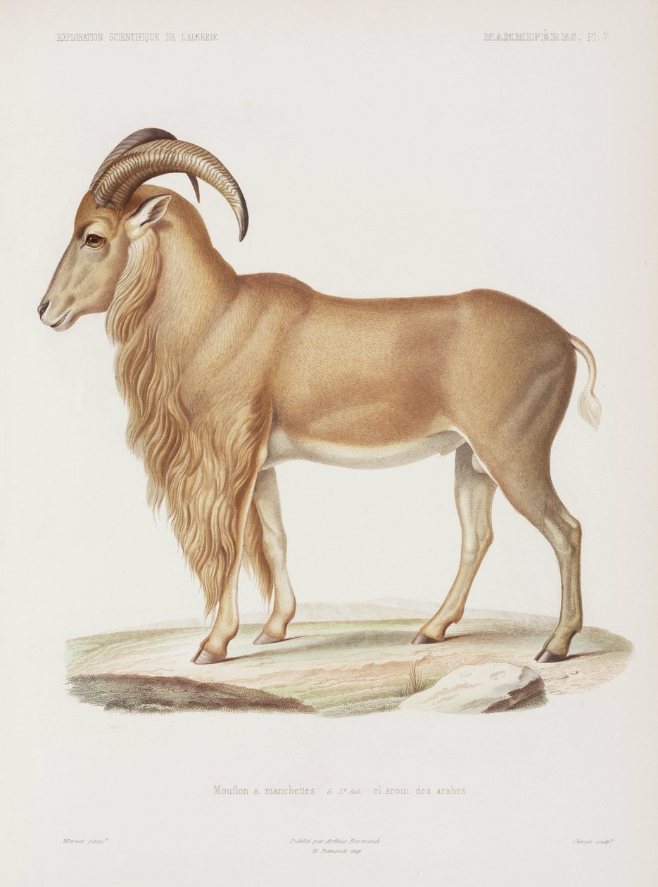 Mouflon, Cezayir by John Pardon