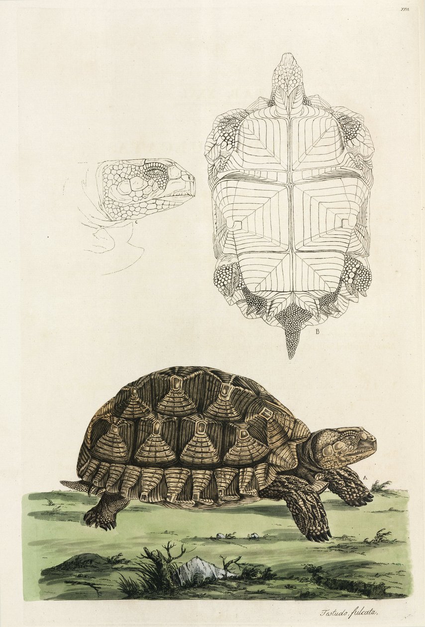 mahmuzlu kaplumbağa by John Pardon