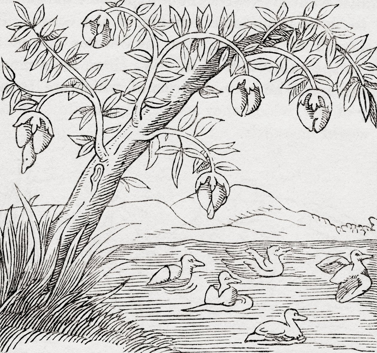kuş ağacı by . .