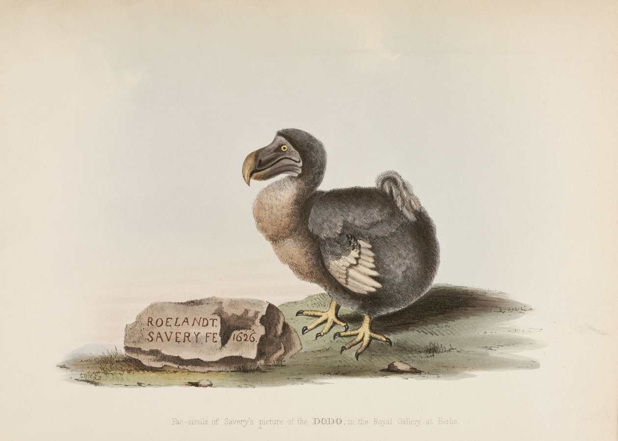 Dodo by John Pardon