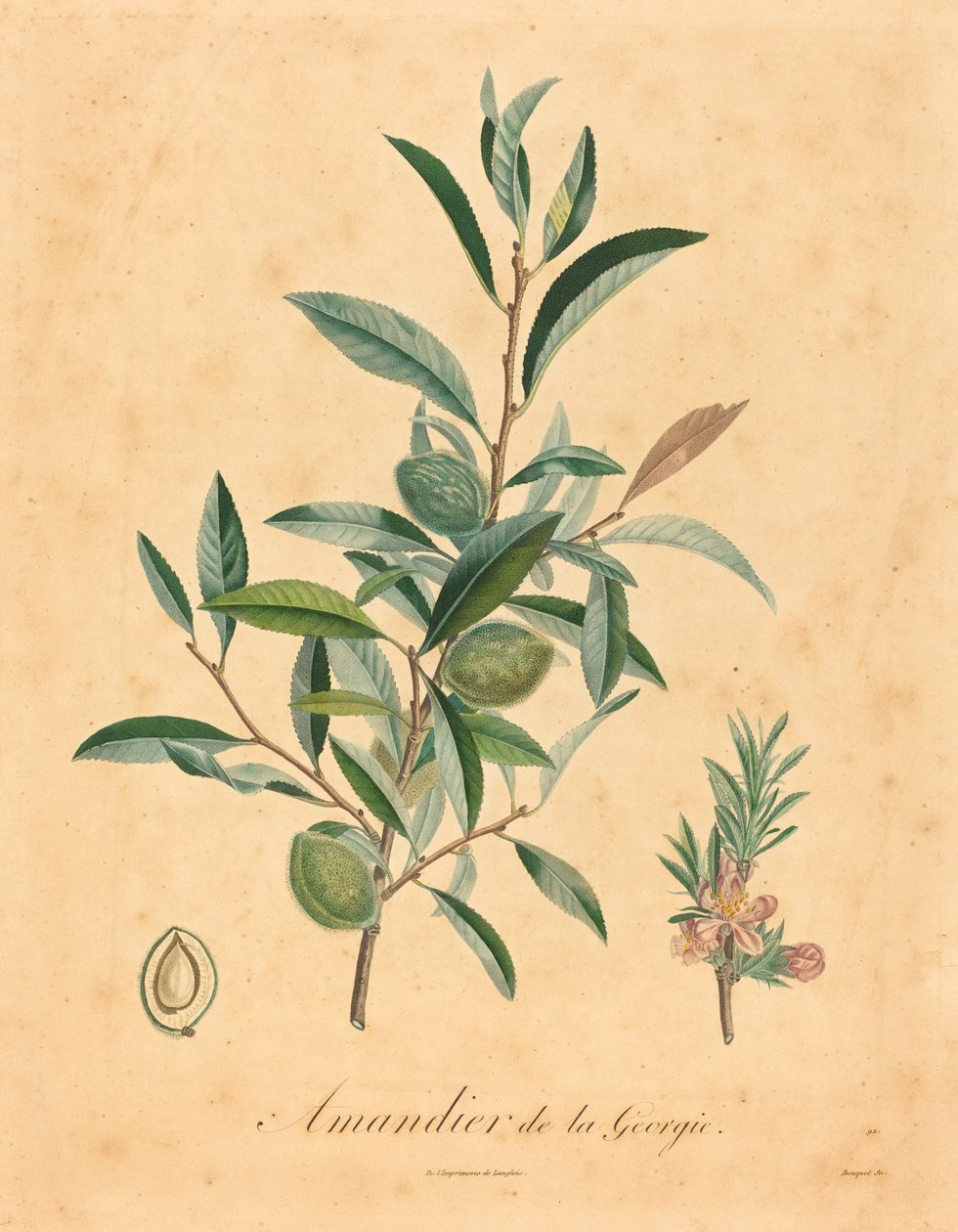 Gürcistan badem ağacı by after A. Poiteau