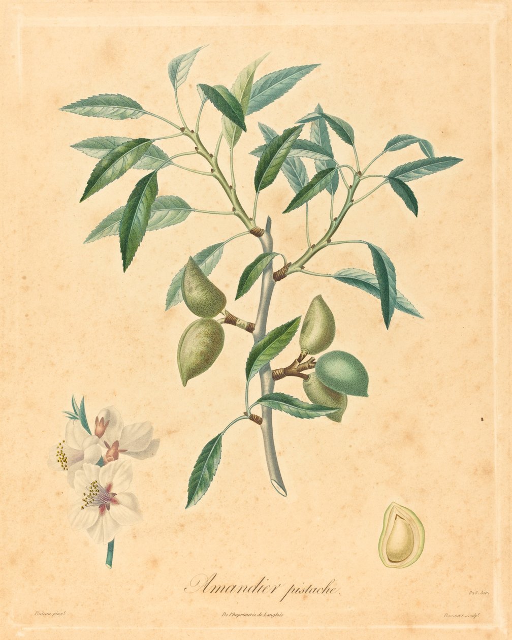 fıstık badem ağacı by after A. Poiteau