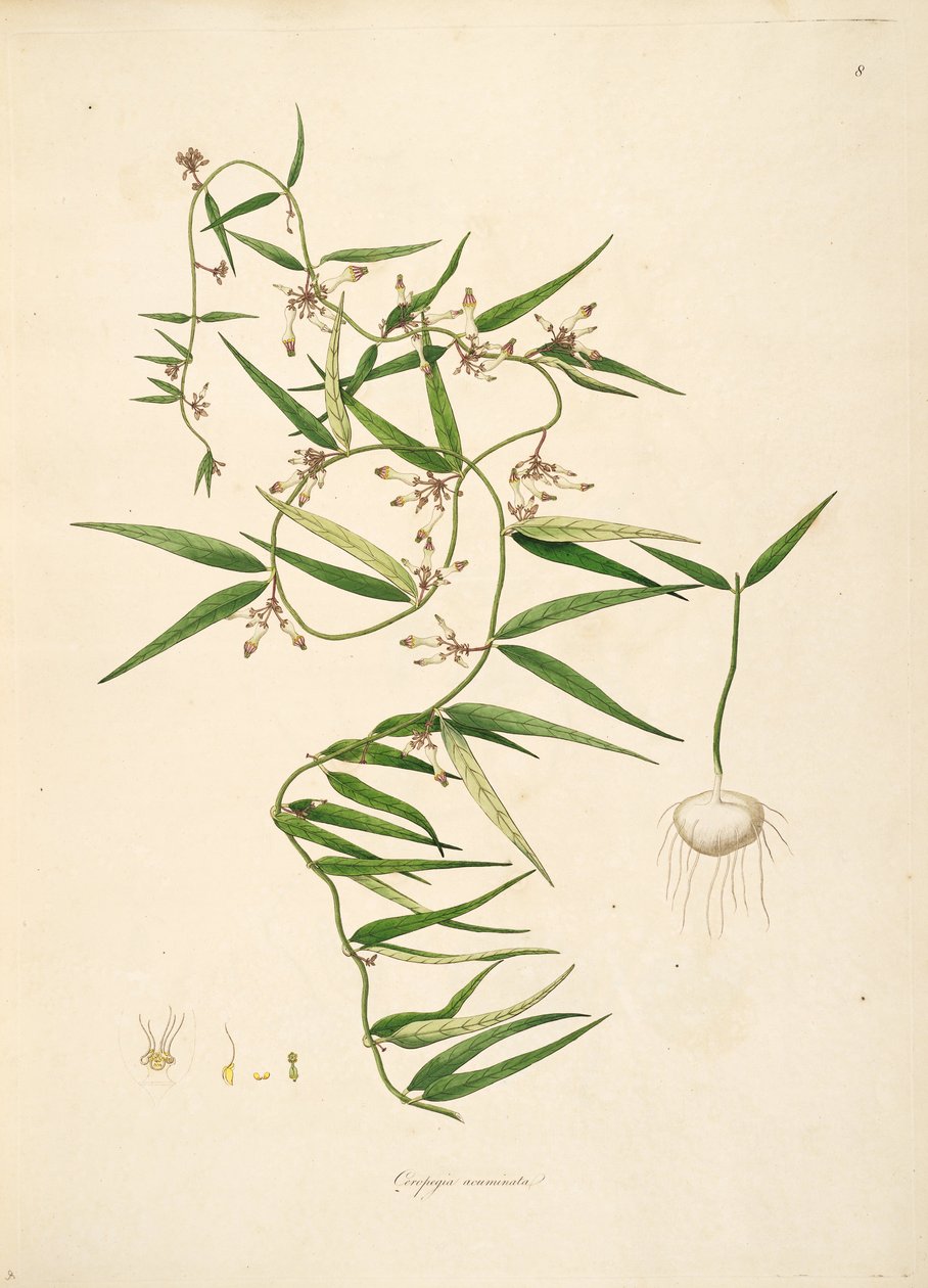 Ceropegia acuminata (= Ceropegia bulbosa), Apocynaceae, Asclepiadoideae çizimi by anonymus