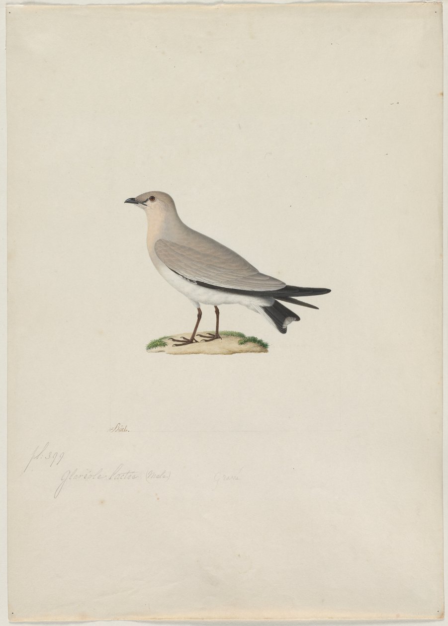 Küçük Pratincole (Sütlü Glareola) by attributed to Paul Hüet