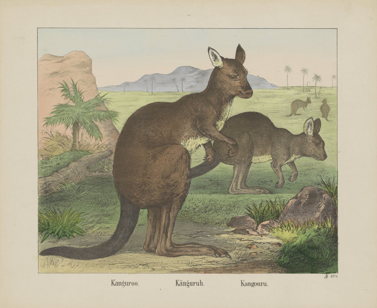 Kanguru / Kanguru. / Kanguru (nesne üzerindeki başlık) by firma Joseph Scholz