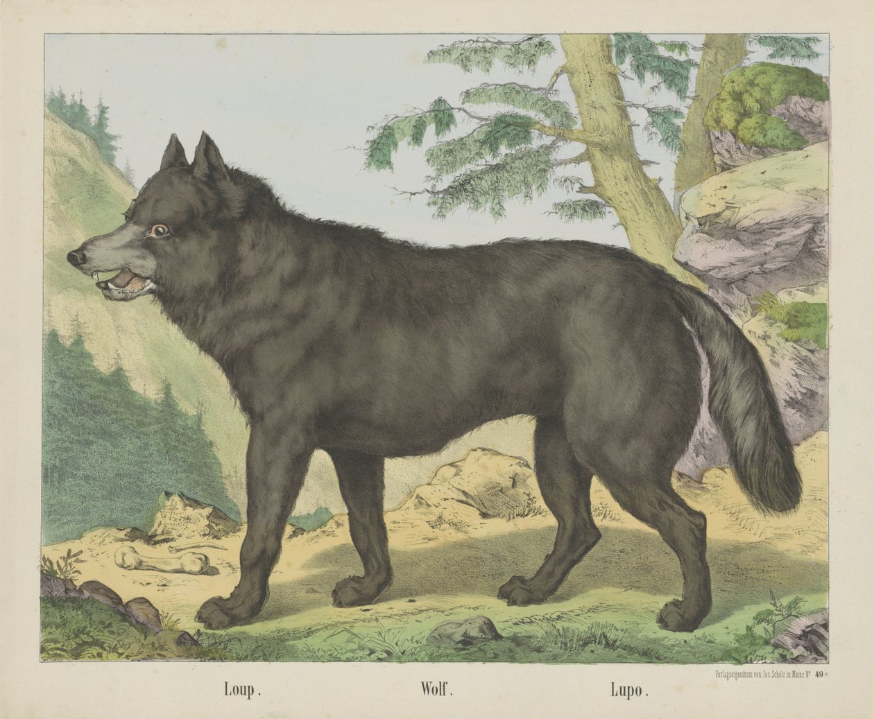Loup. / Kurt. / Lupo (nesne üzerindeki başlık) by firma Joseph Scholz