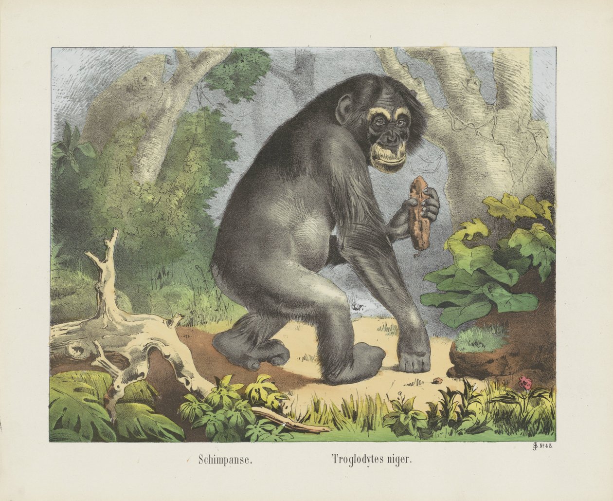 Schimpanse. / Troglodytes niger (nesne üzerindeki başlık) by firma Joseph Scholz