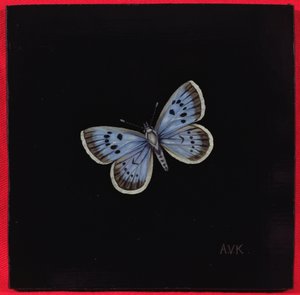 Büyük mavi kelebek, 2000