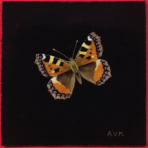 Küçük kaplumbağa kabuğu kelebek, 1998