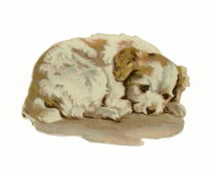 Uyuyan köpek yavrusu