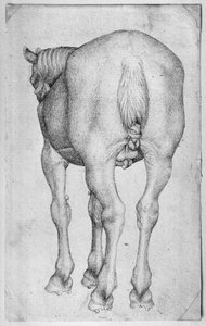 Horse, from the The Vallardi Album  