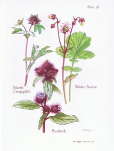 Marsh Cinquefoil, Dulavratotu, Su Avens, 1951