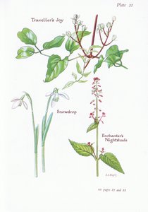 Travellers Joy, Enchanters Nightshade, Kardelen, 1951