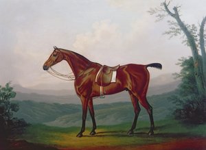 Bir Yarış Atı Portresi