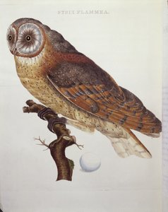 Peçeli Baykuş (Strix Flammea) 1796