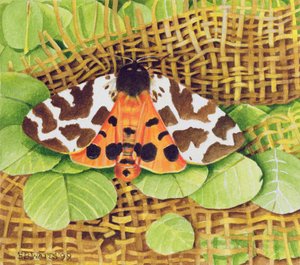 Tiger Moth, 1999 (kağıt üzerinde akrilik)