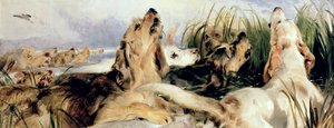 su samuru köpekleri