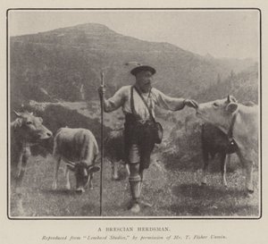 Brescian Çobanı