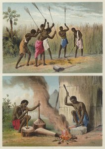 Sorgo
