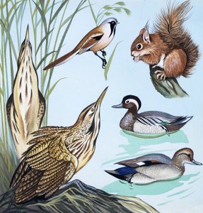 Birds and squirrel