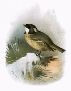 kömür baştankara