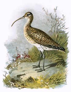 Curlew