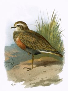 dotterel