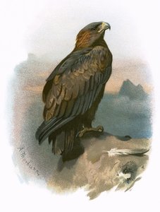altın Kartal