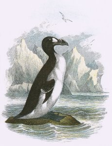 Büyük Auk