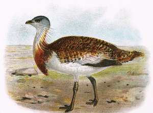 Great Bustard